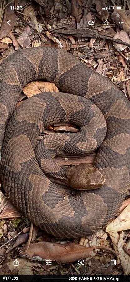 Northern Copperhead
