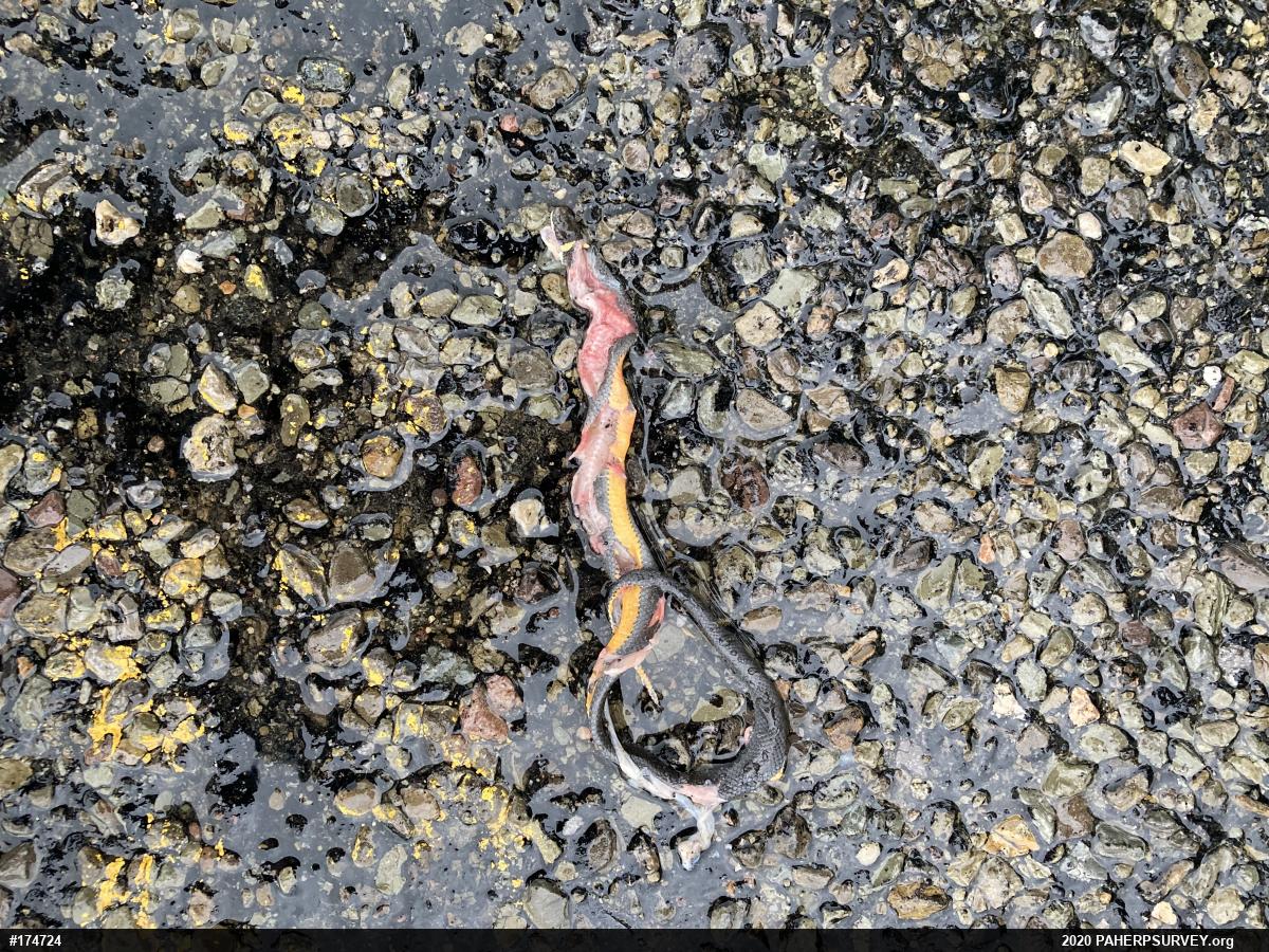 Northern Ring-necked Snake