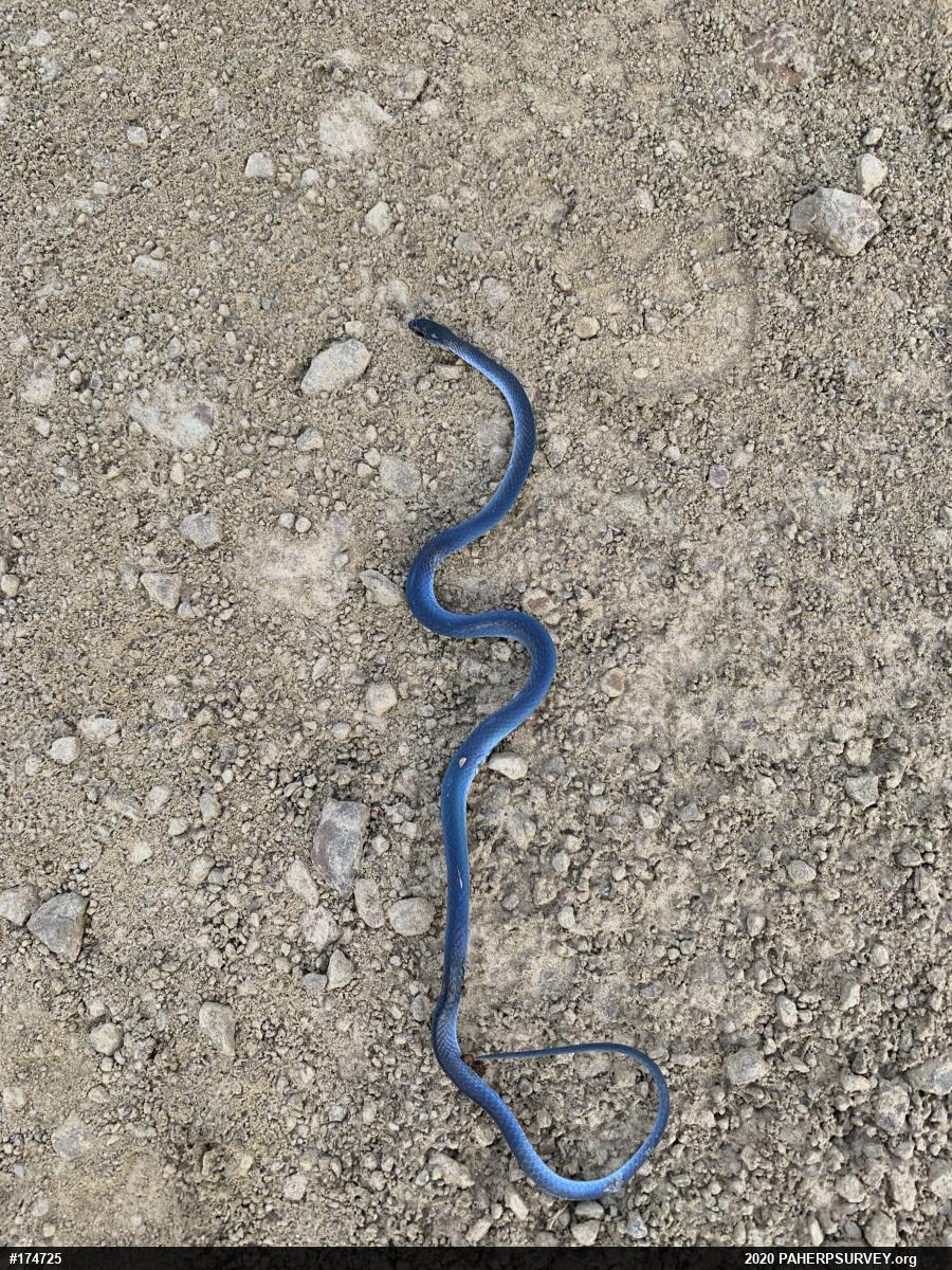 Smooth Greensnake