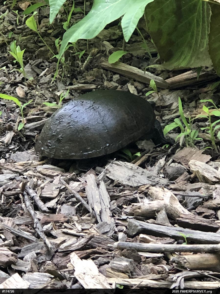 Eastern Musk Turtle