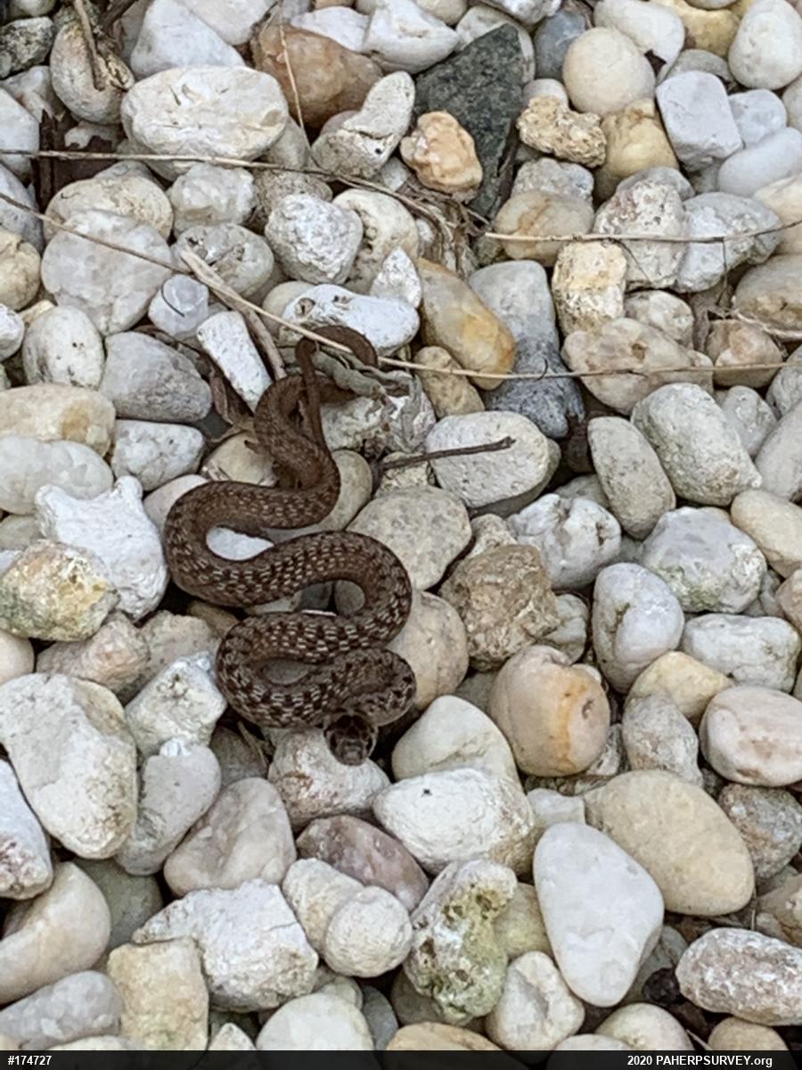 Dekay's Brownsnake