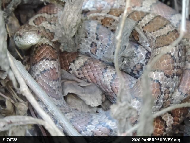 Eastern Milksnake