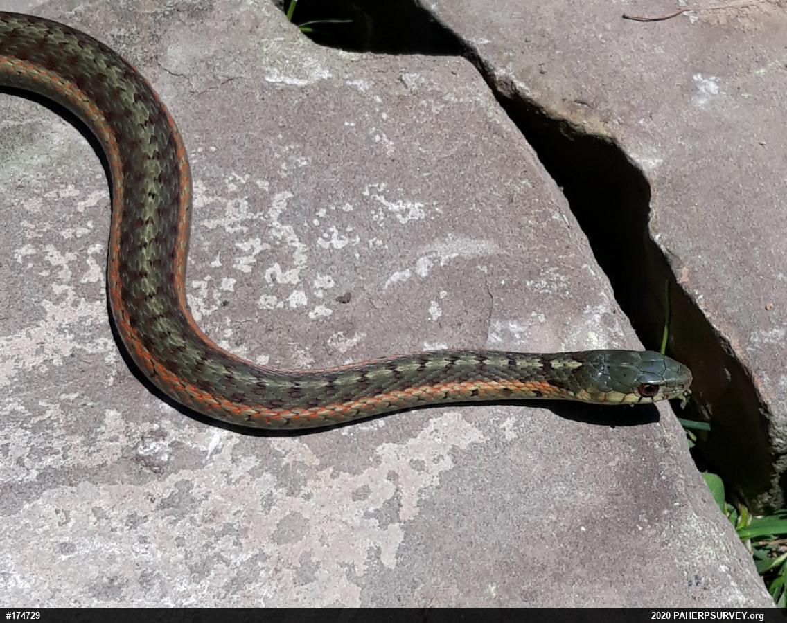 Eastern Gartersnake
