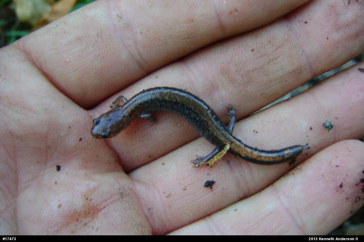 Eastern Red-backed  Salamander