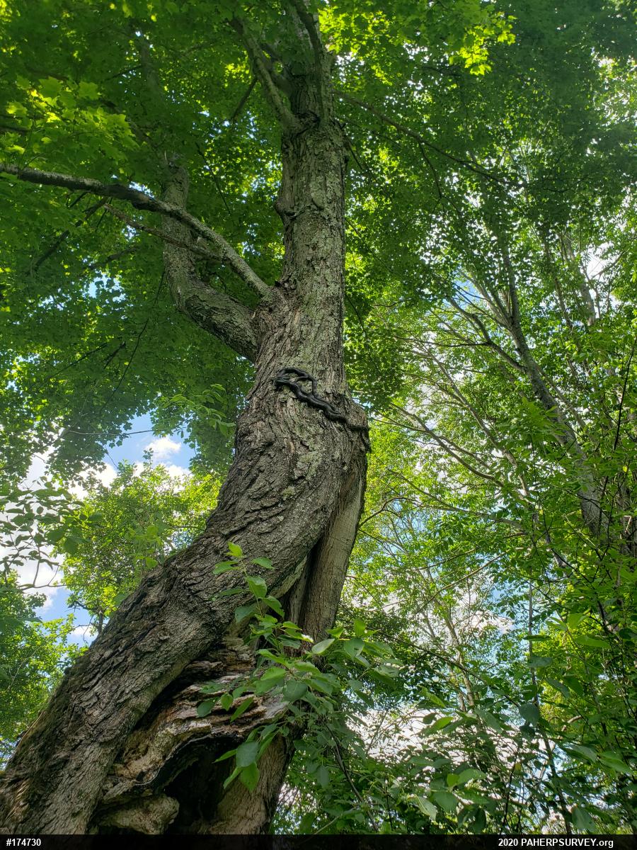 Eastern Ratsnake