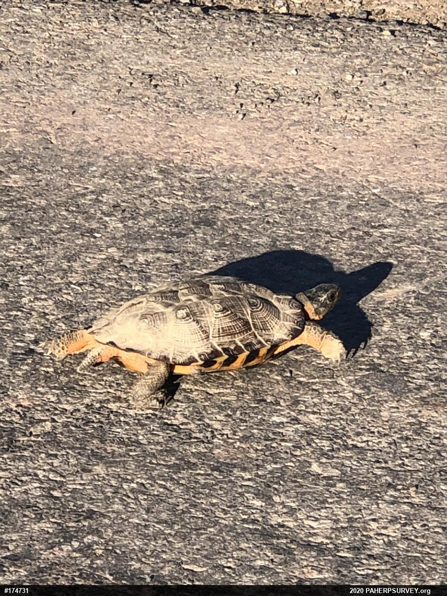 Wood Turtle