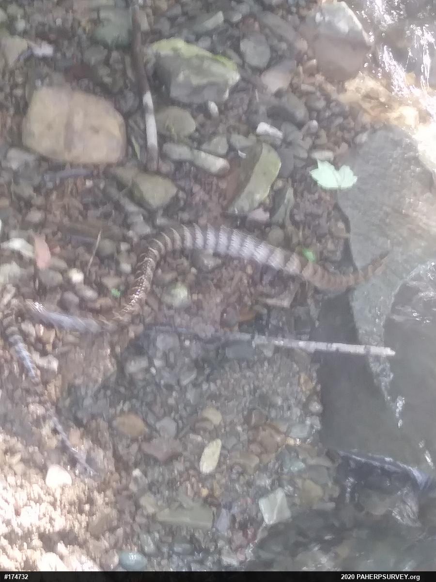 Northern Watersnake
