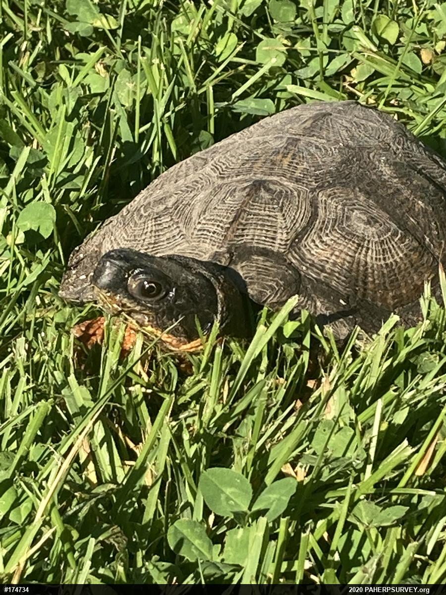 Wood Turtle