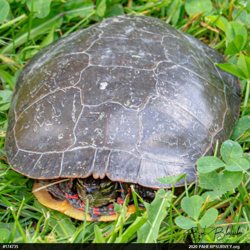 Midland Painted Turtle