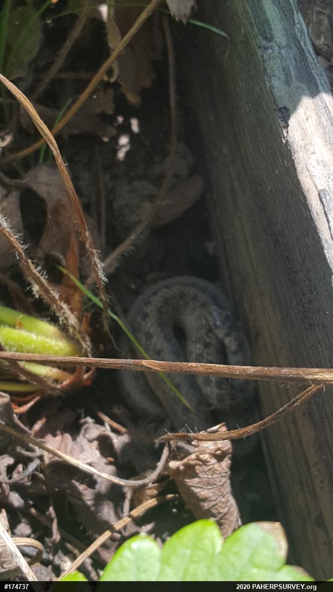 Dekay's Brownsnake