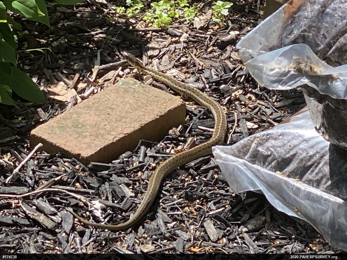 Eastern Gartersnake