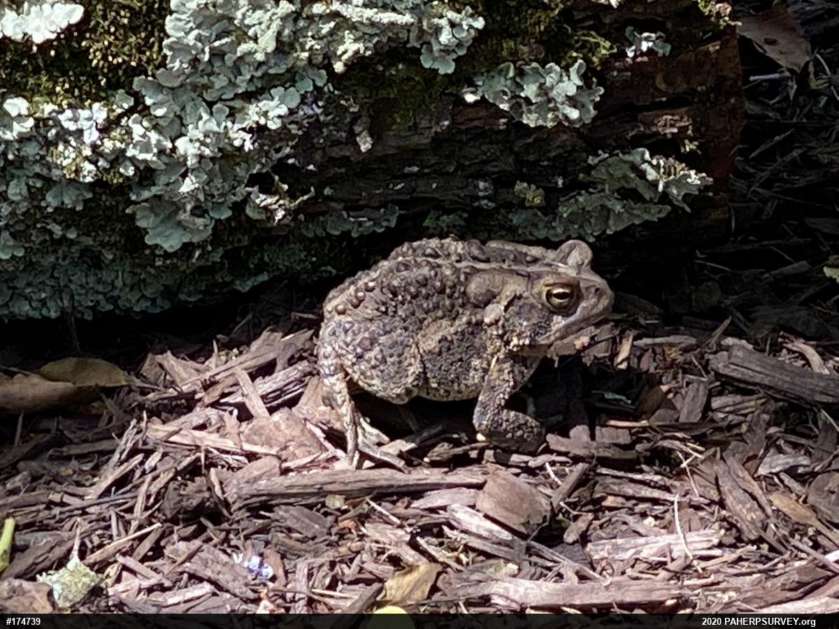 Eastern American Toad