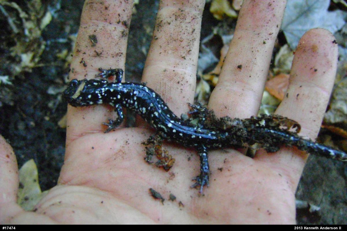Northern Slimy Salamander