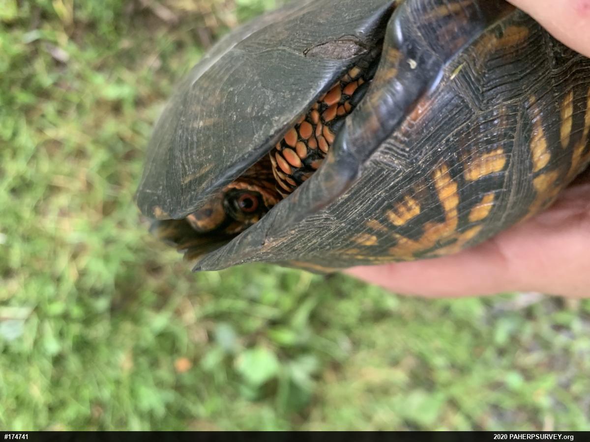 Eastern Box Turtle