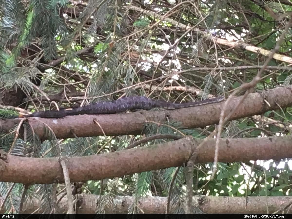 Eastern Ratsnake