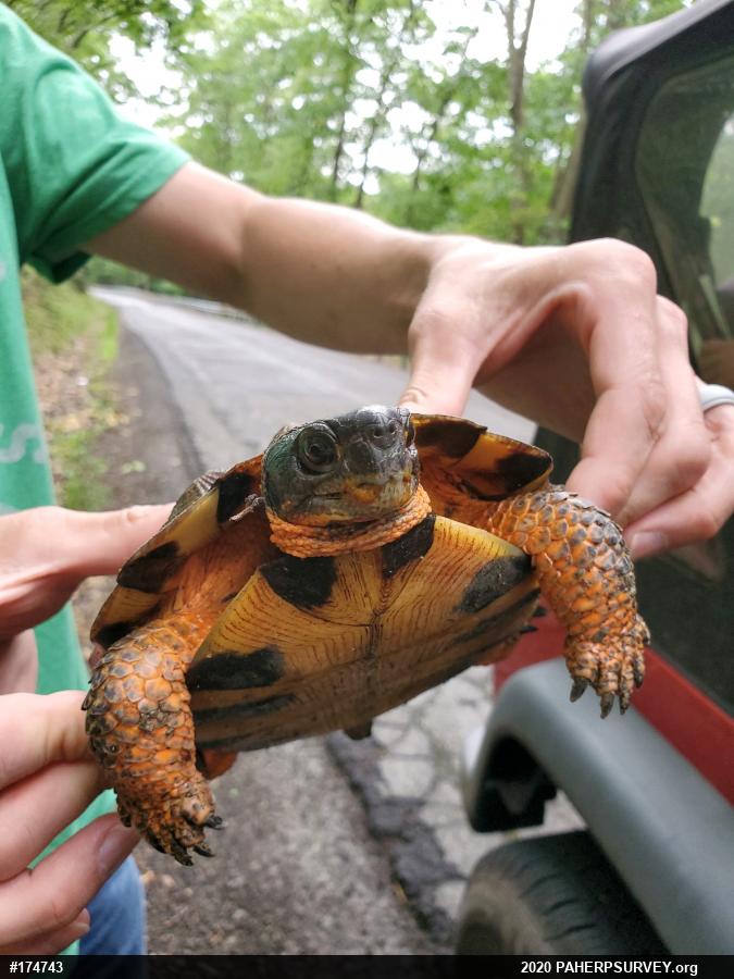 Wood Turtle