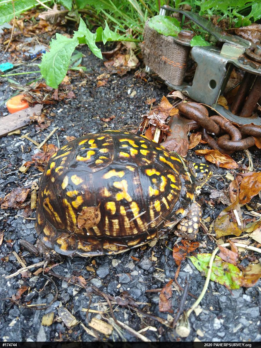 Eastern Box Turtle