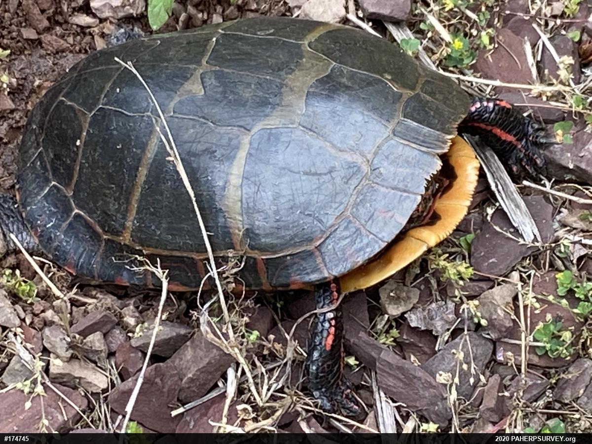 Eastern Painted Turtle