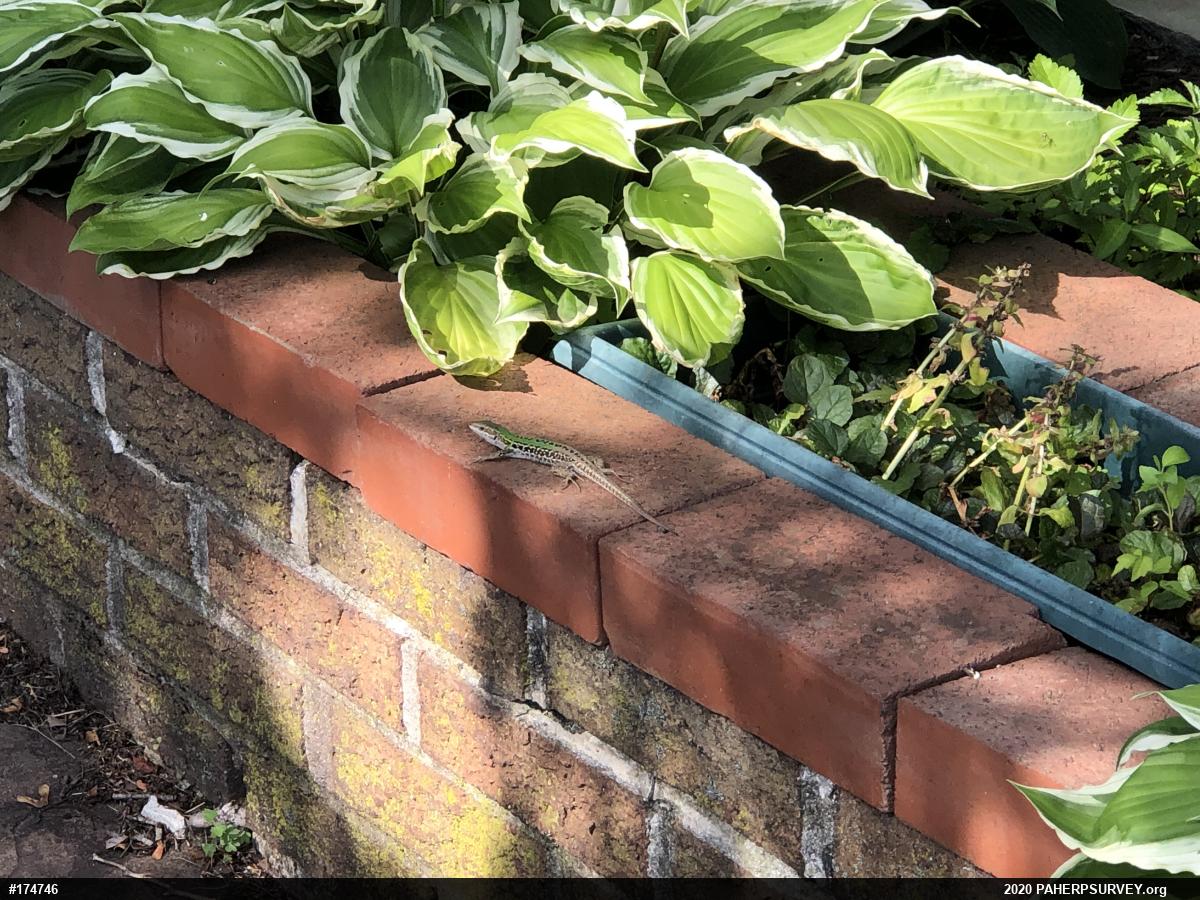 Italian Wall Lizard