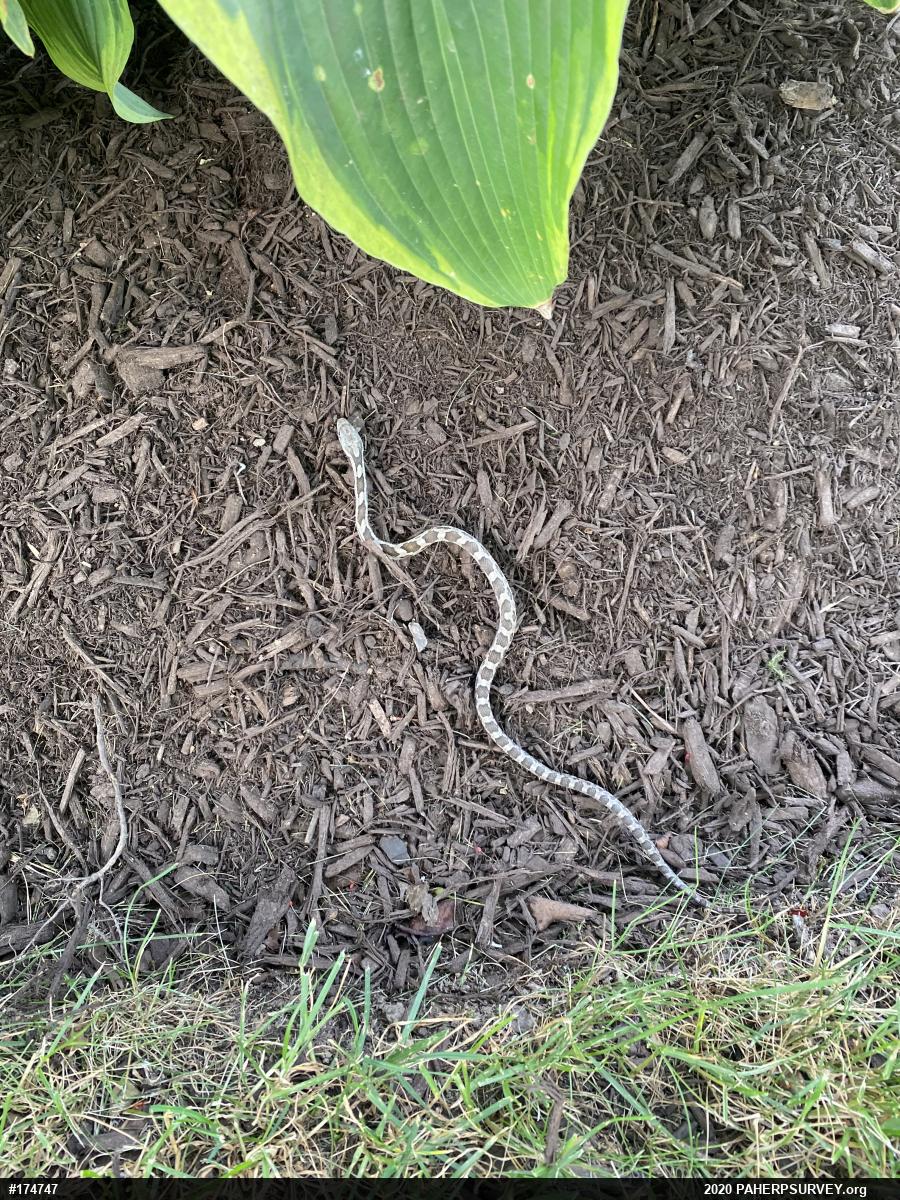 Eastern Ratsnake