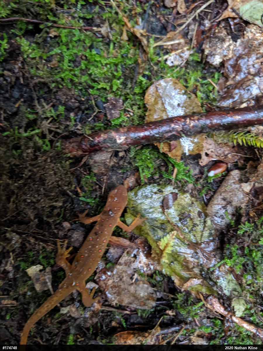 Red-spotted Newt