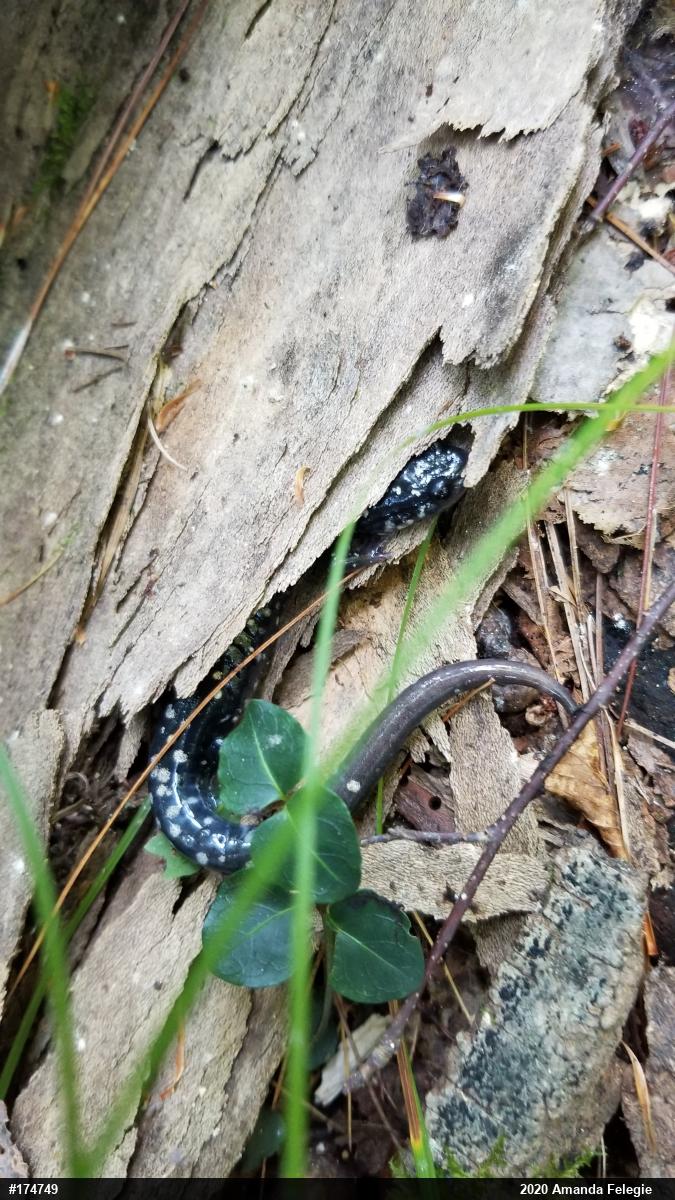 Northern Slimy Salamander