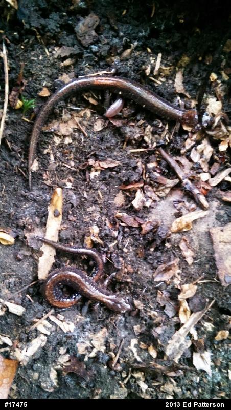 Eastern Red-backed  Salamander