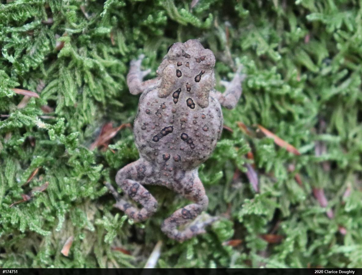 Eastern American Toad