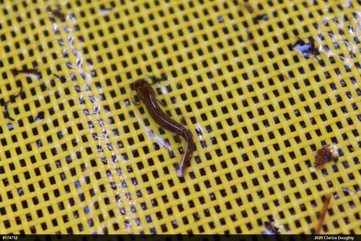 Northern Two-lined Salamander