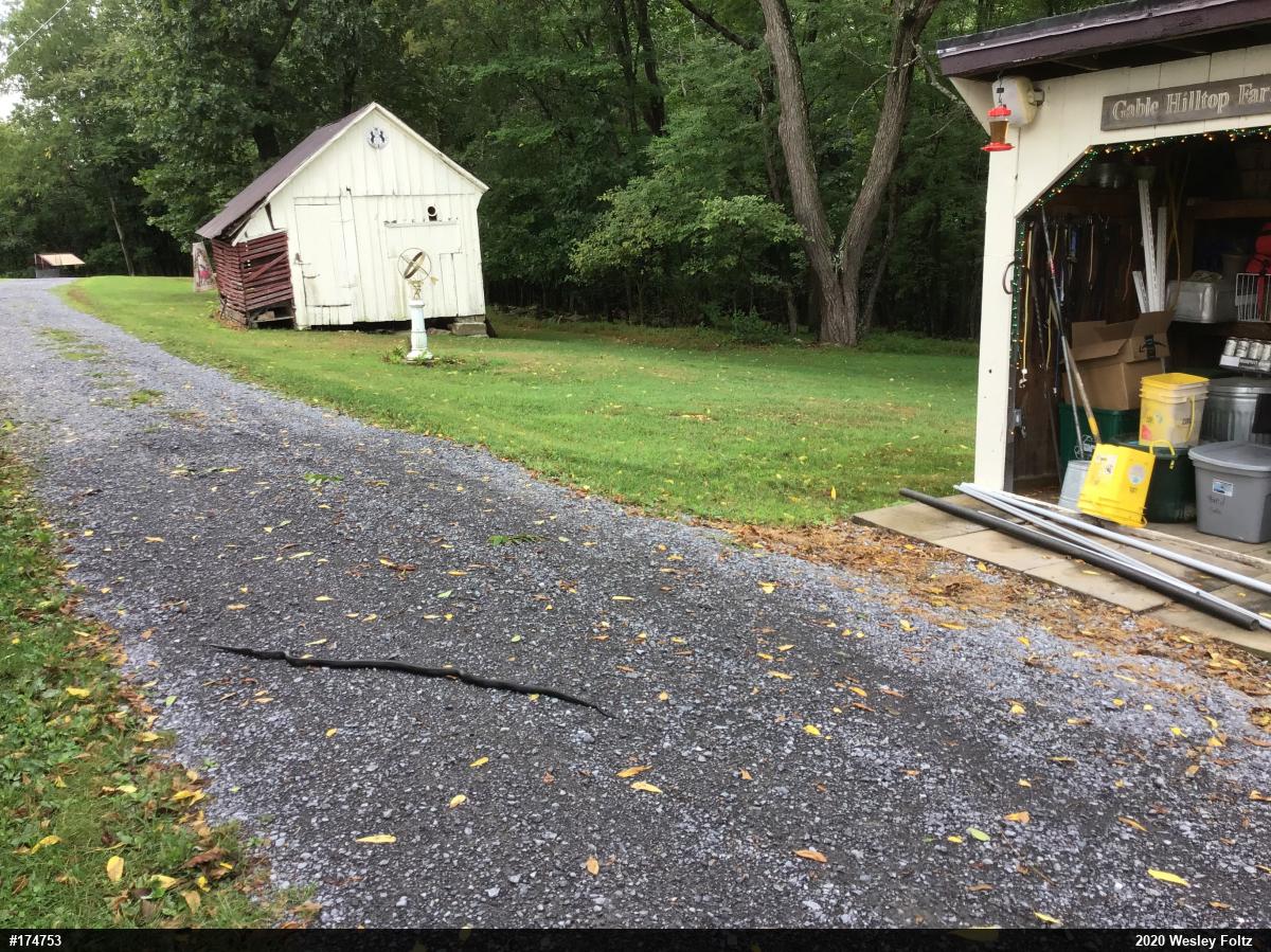 Eastern Ratsnake