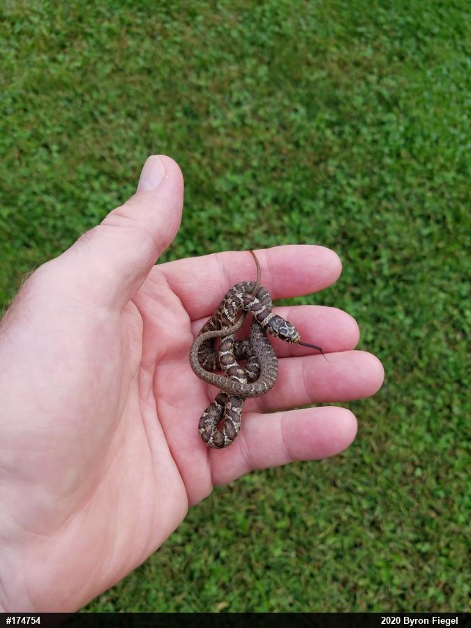 Northern Black Racer