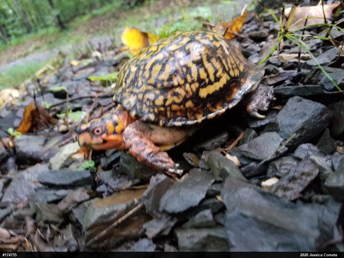 Eastern Box Turtle