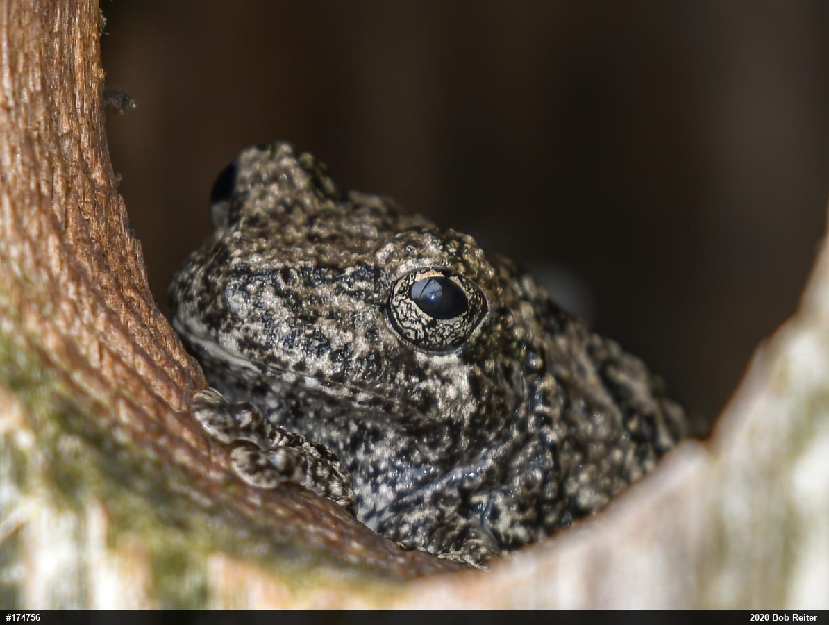 Unknown Gray Treefrog