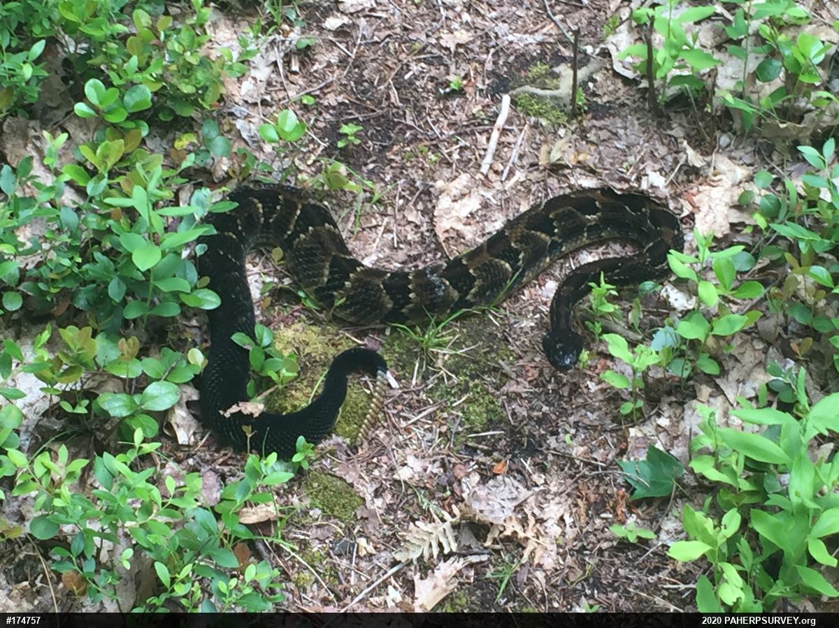 Timber Rattlesnake