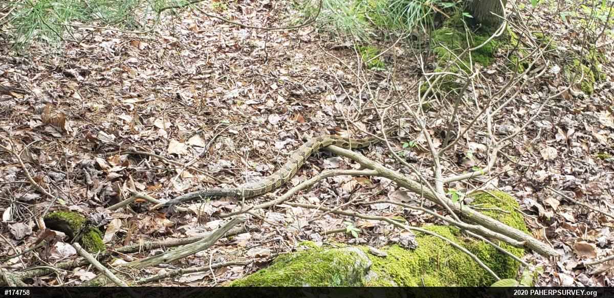 Timber Rattlesnake