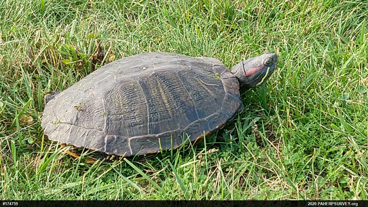 Red-eared Slider