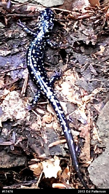 Northern Slimy Salamander