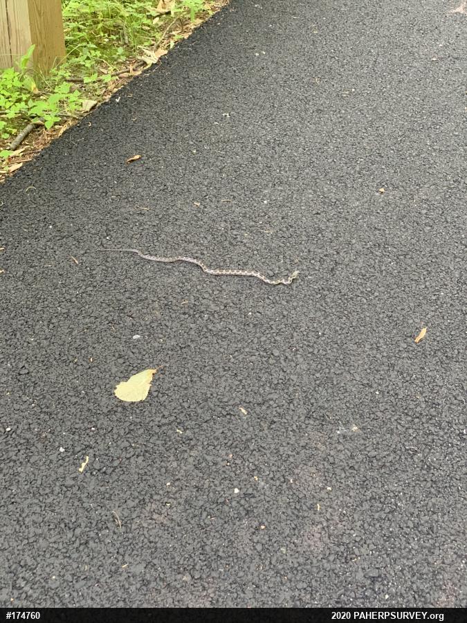 Eastern Ratsnake