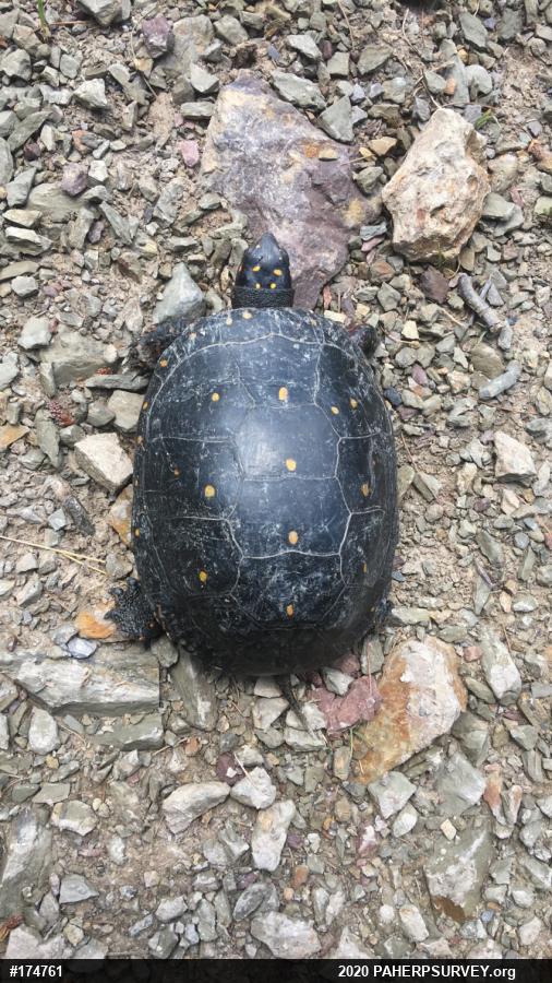 Spotted Turtle