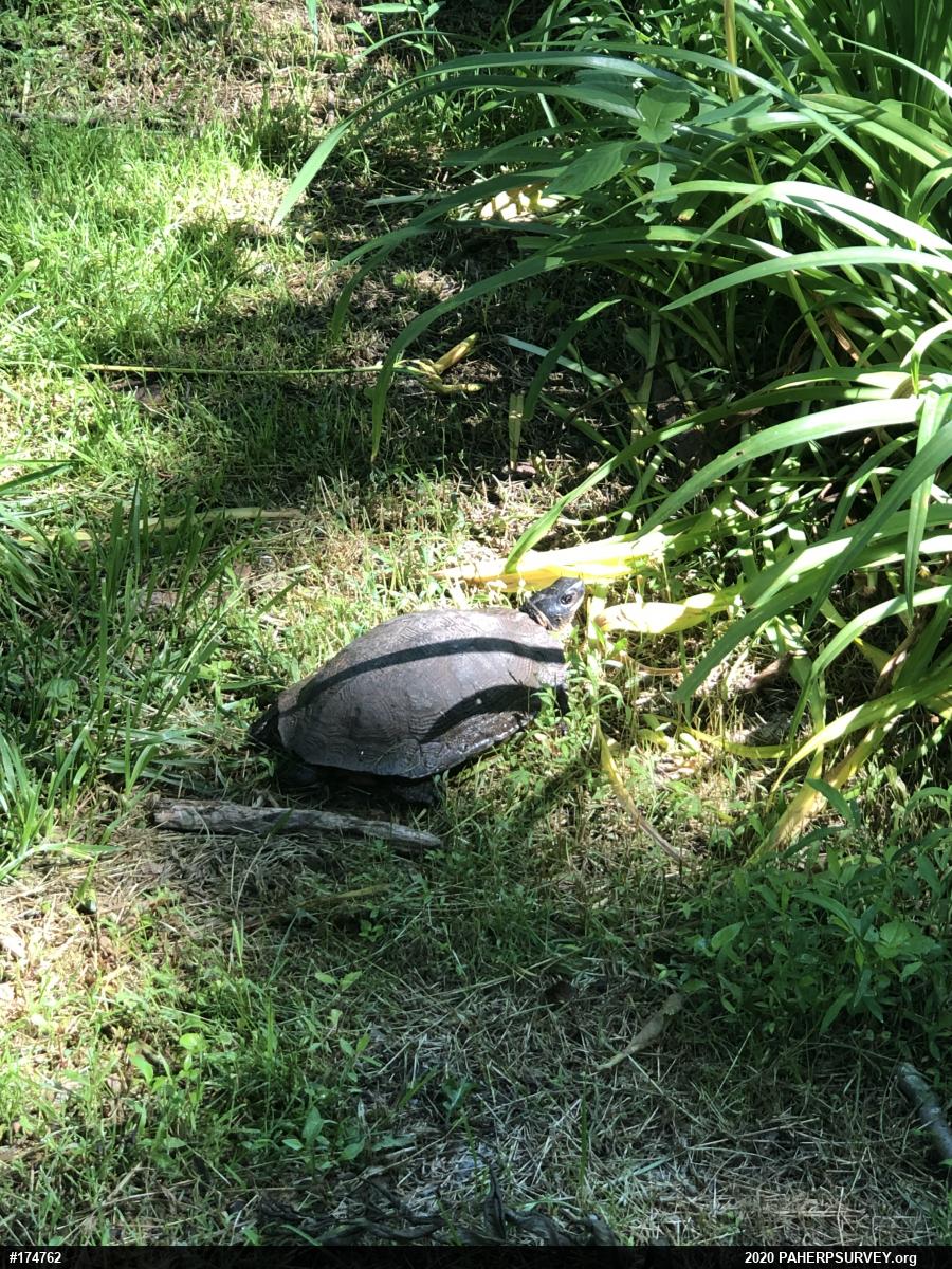 Wood Turtle