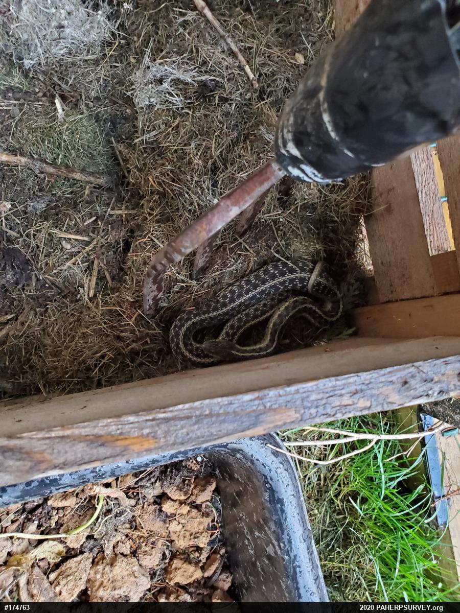 Eastern Gartersnake