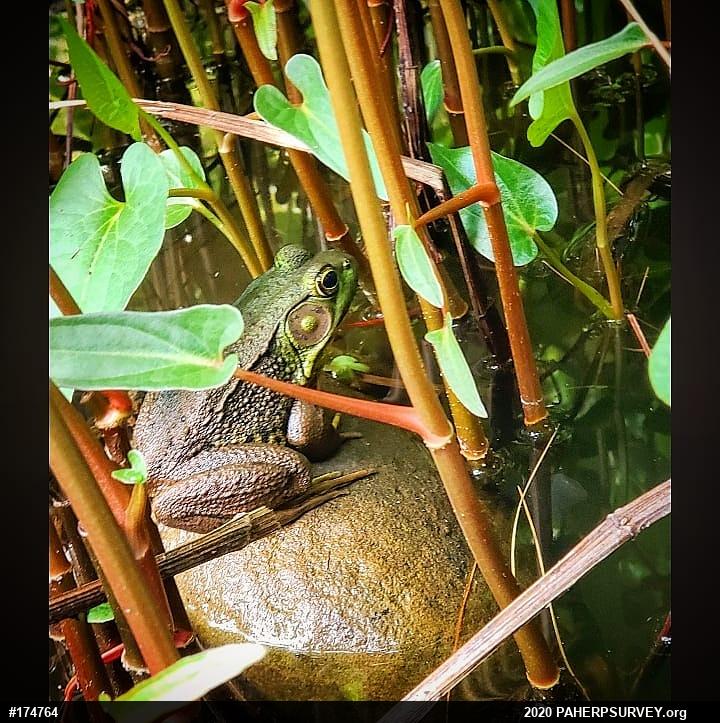 Green Frog