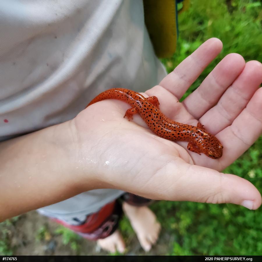 Northern Red Salamander