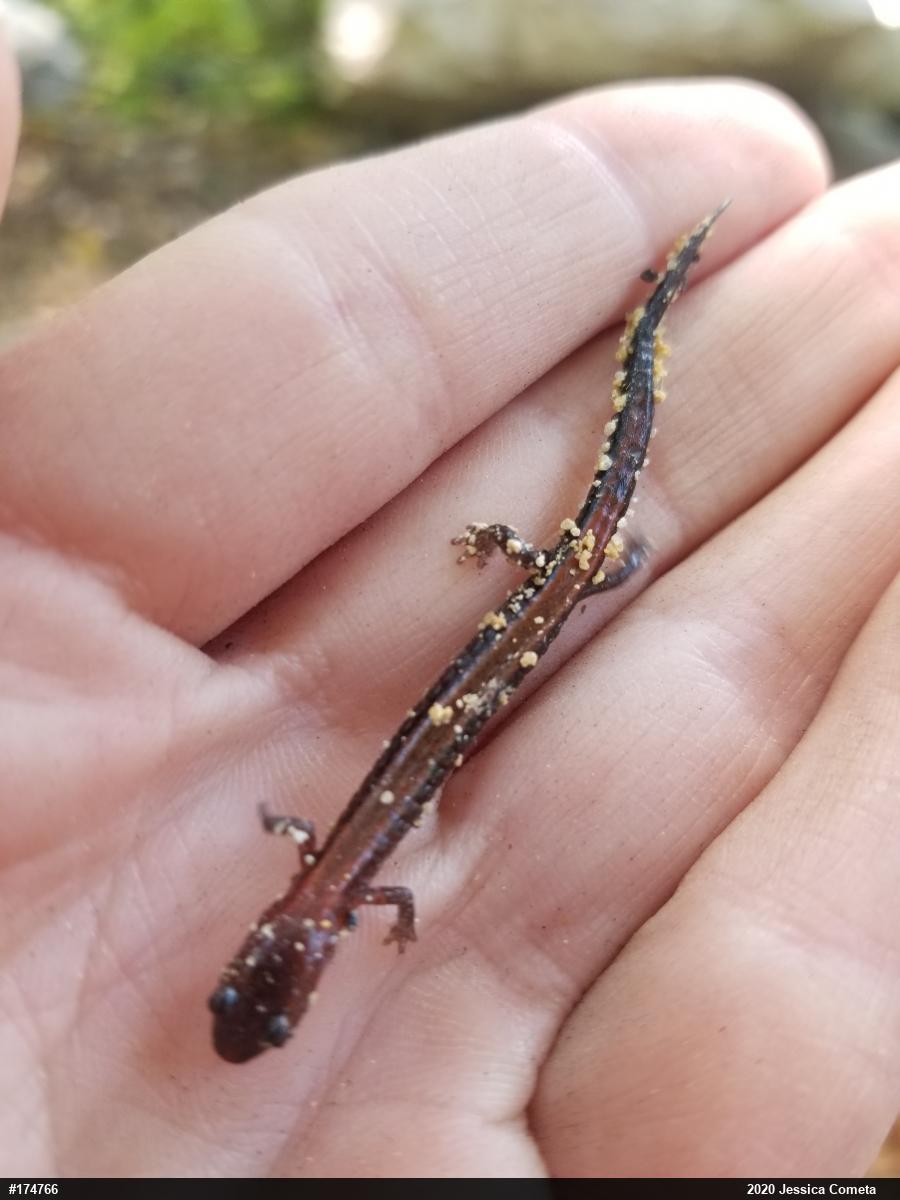 Eastern Red-backed  Salamander