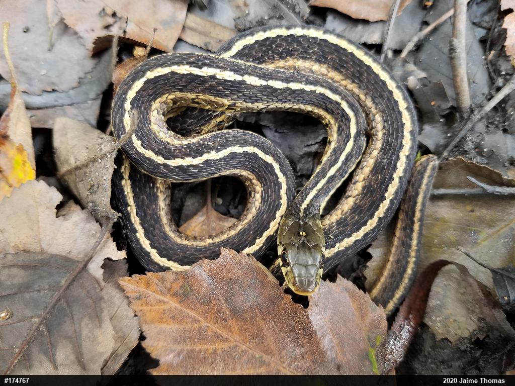 Eastern Gartersnake