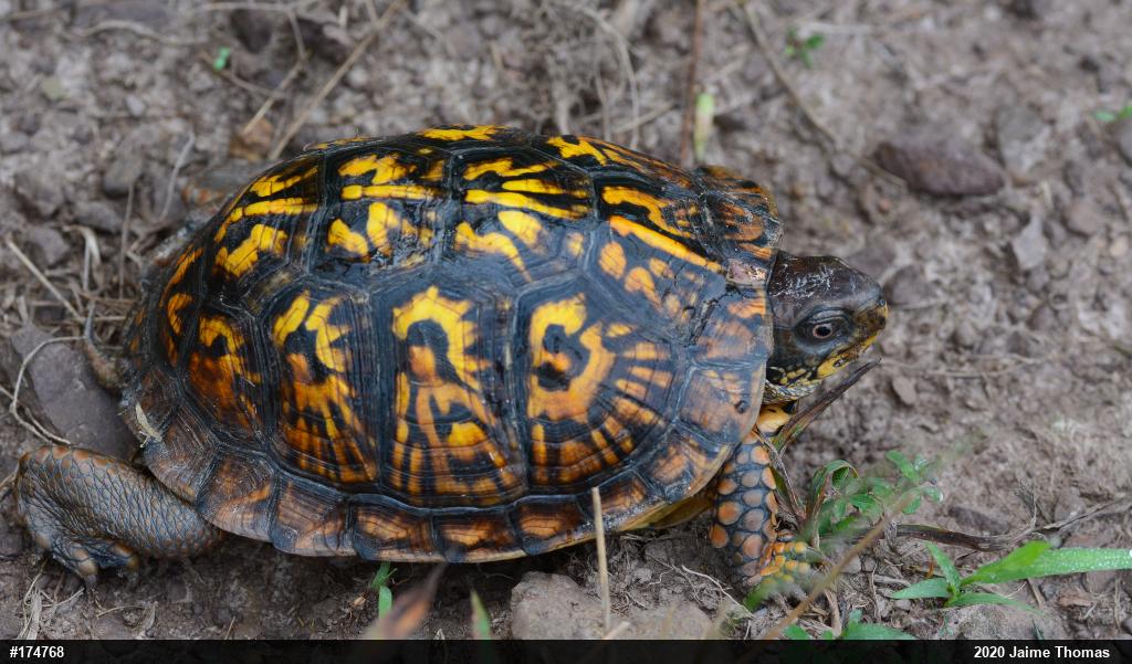 Eastern Box Turtle