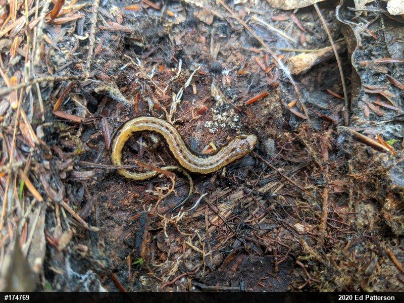 Allegheny Mountain Dusky Salamander