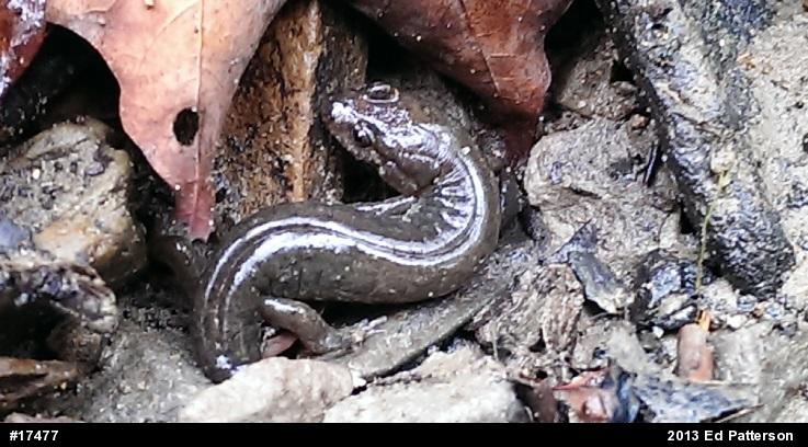 Northern Dusky Salamander
