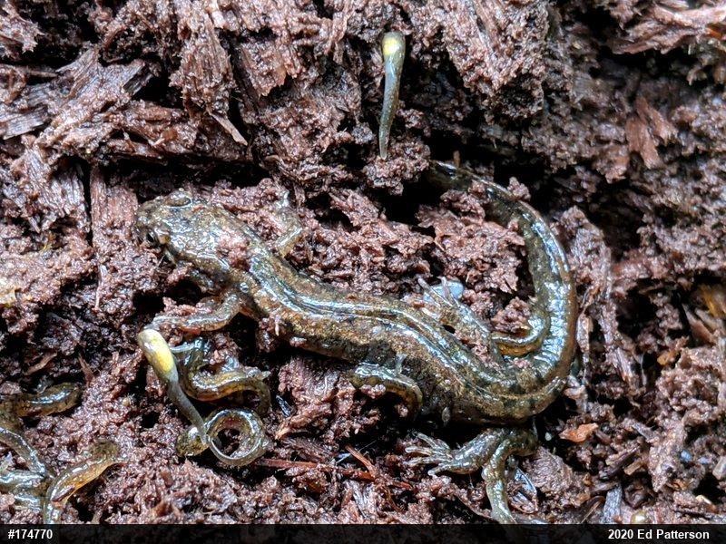 Northern Dusky Salamander