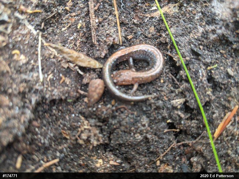 Eastern Red-backed  Salamander